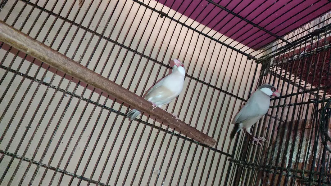 Java Birds Fawn and White Breeder Pairs — photo 6
