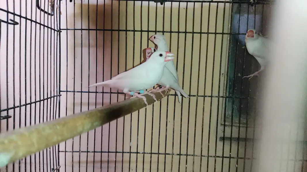 Java Birds Fawn and White Breeder Pairs — photo 7