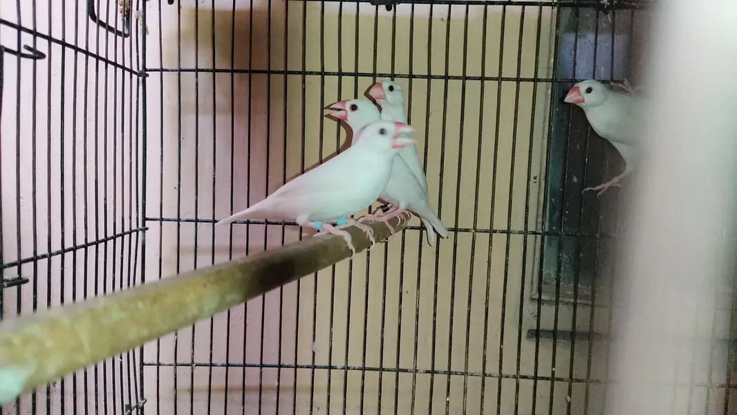 Java Birds Fawn and White Breeder Pairs — photo 8