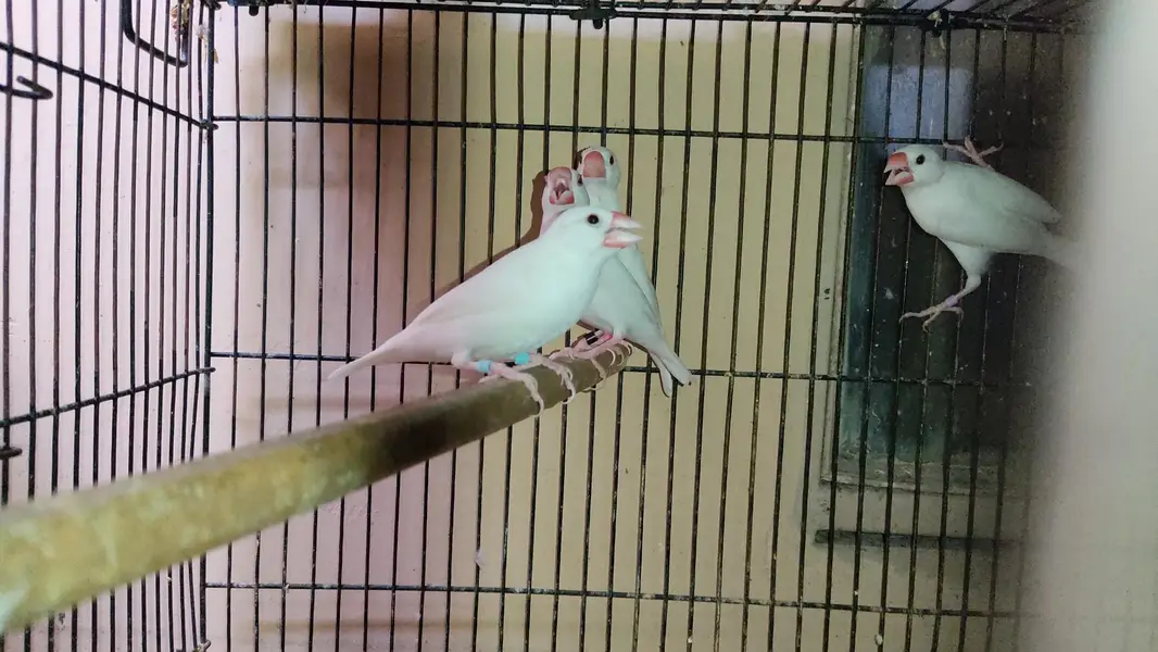 Java Birds Fawn and White Breeder Pairs — photo 9