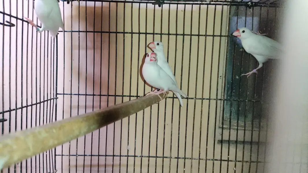 Java Birds Fawn and White Breeder Pairs — photo 10