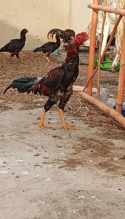 galwa aseel + 3 murgia