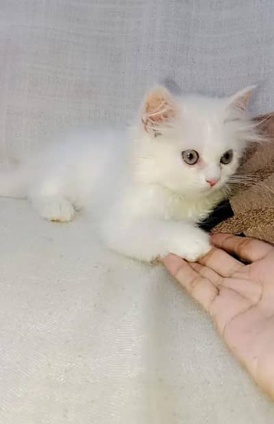 (Persian female kitten) (for sale all) (Pakistan delivery available)