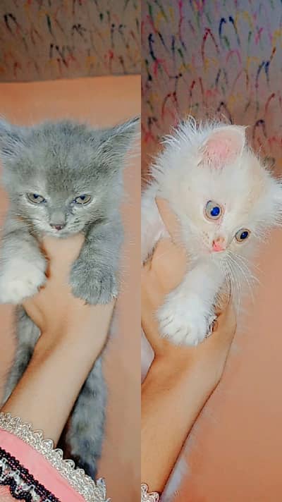 so active cat and cute litter box trend