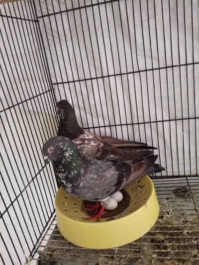 pigeon