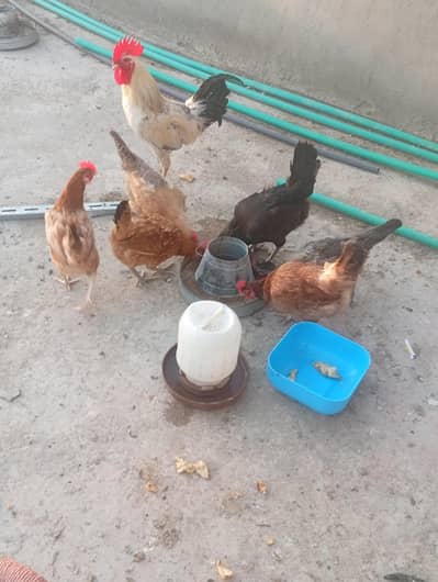 hens set for sale