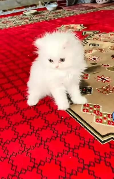 (Persian female kitten) (for sale all) (Pakistan delivery available)