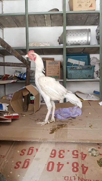 Heera Male for sale 03124332880