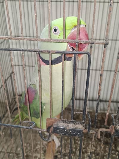 Alexander Raw Perot Breeder Male