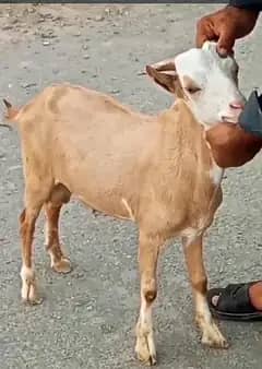 taddy bakra 0