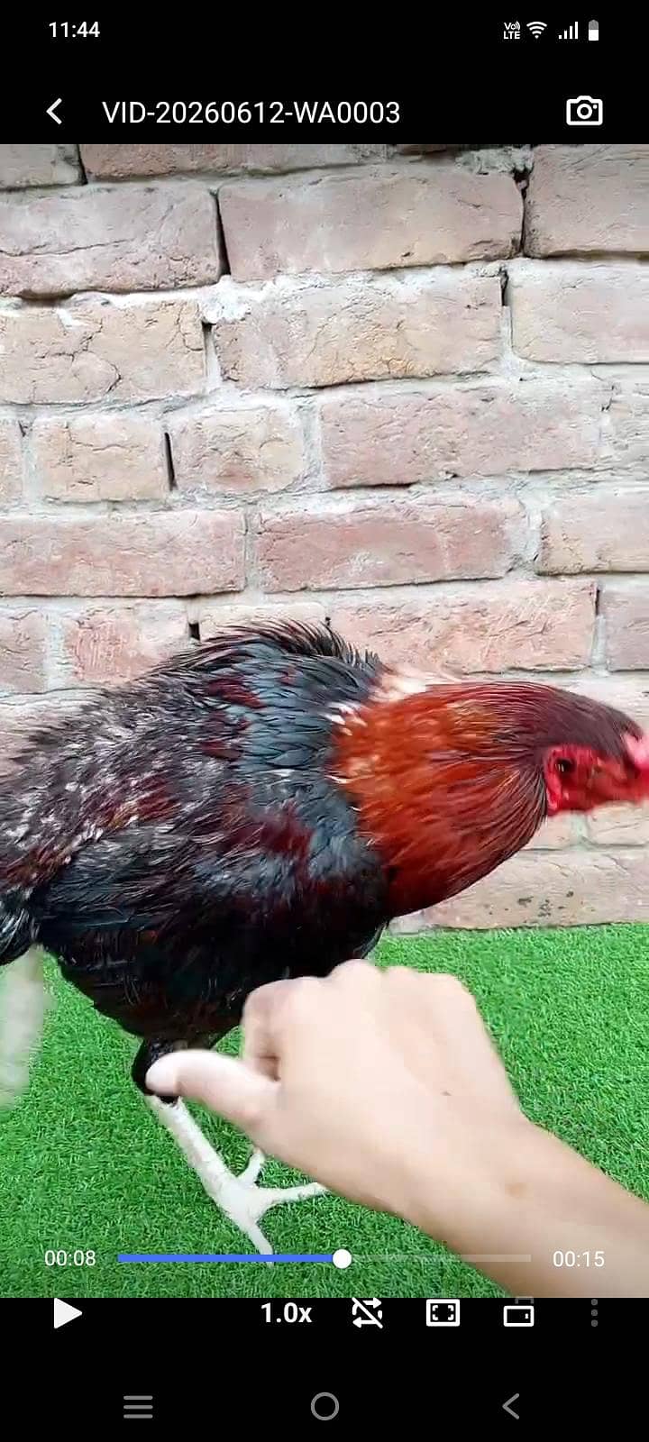بریڈر مرغا ہے 1
