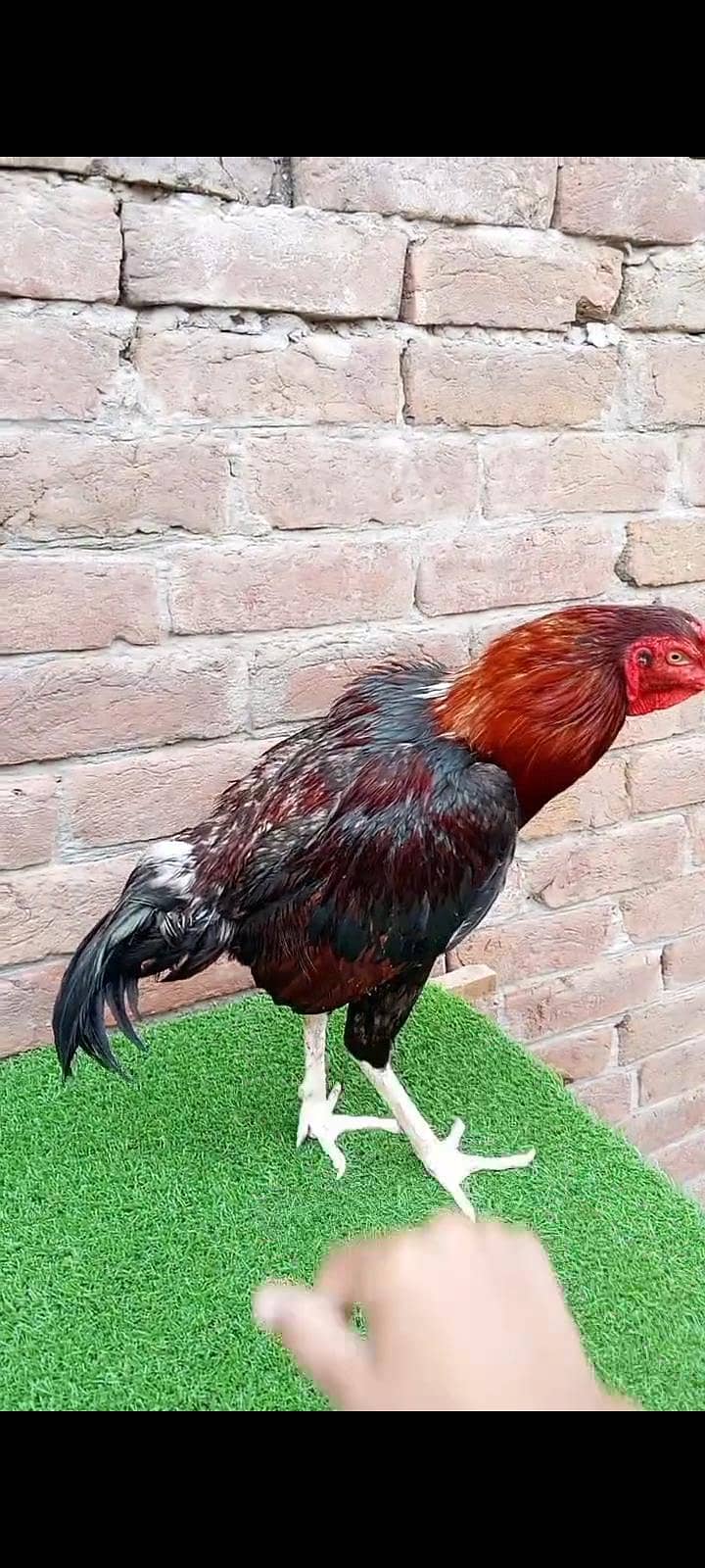 بریڈر مرغا ہے 2