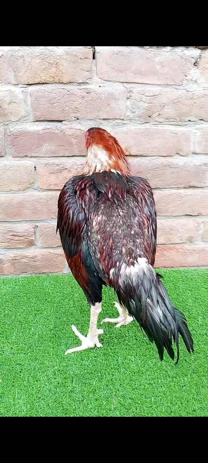 بریڈر مرغا ہے 3