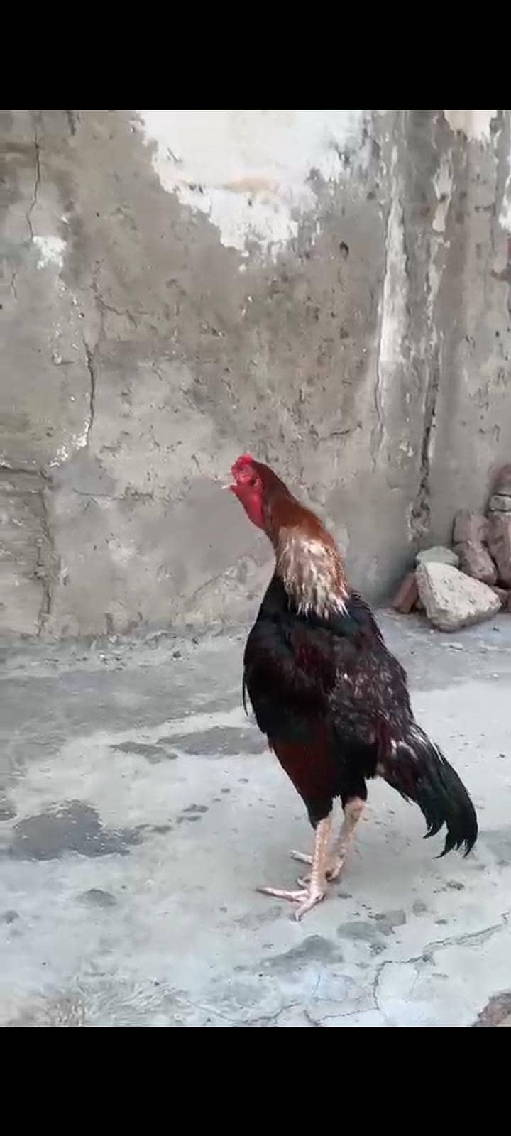 بریڈر مرغا ہے 4
