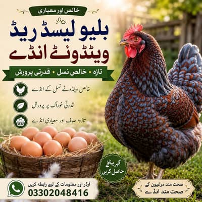 Fertile Eggs of Blue Laced Red Wyandotte