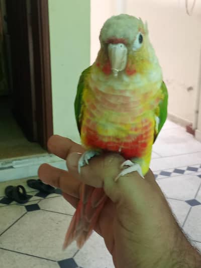 Parrots