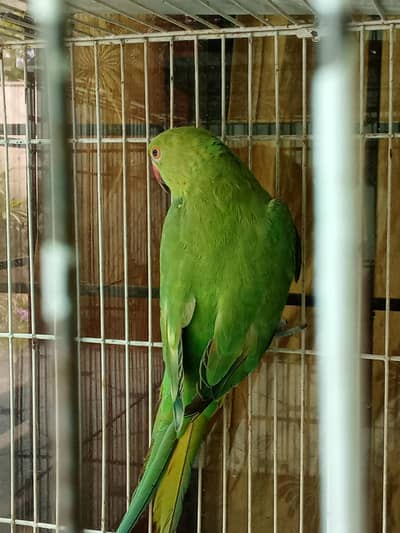 Parrots