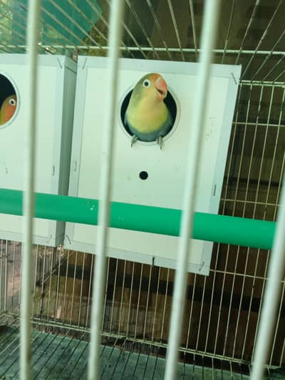 Folding Cage with Partition size 2.5/1.5 @3500& lovebirds 3 pairs @650