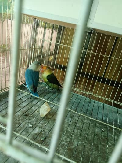 Parrots