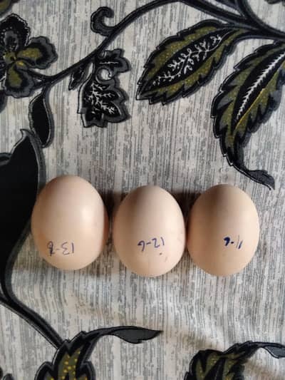 Assel ke eggs or murgay available ha