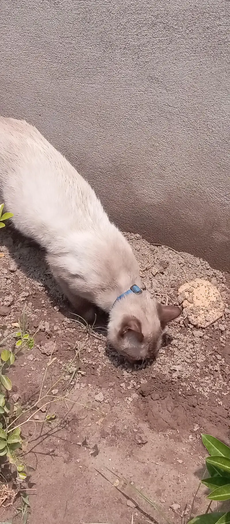 Siamese cat healthy — photo 2