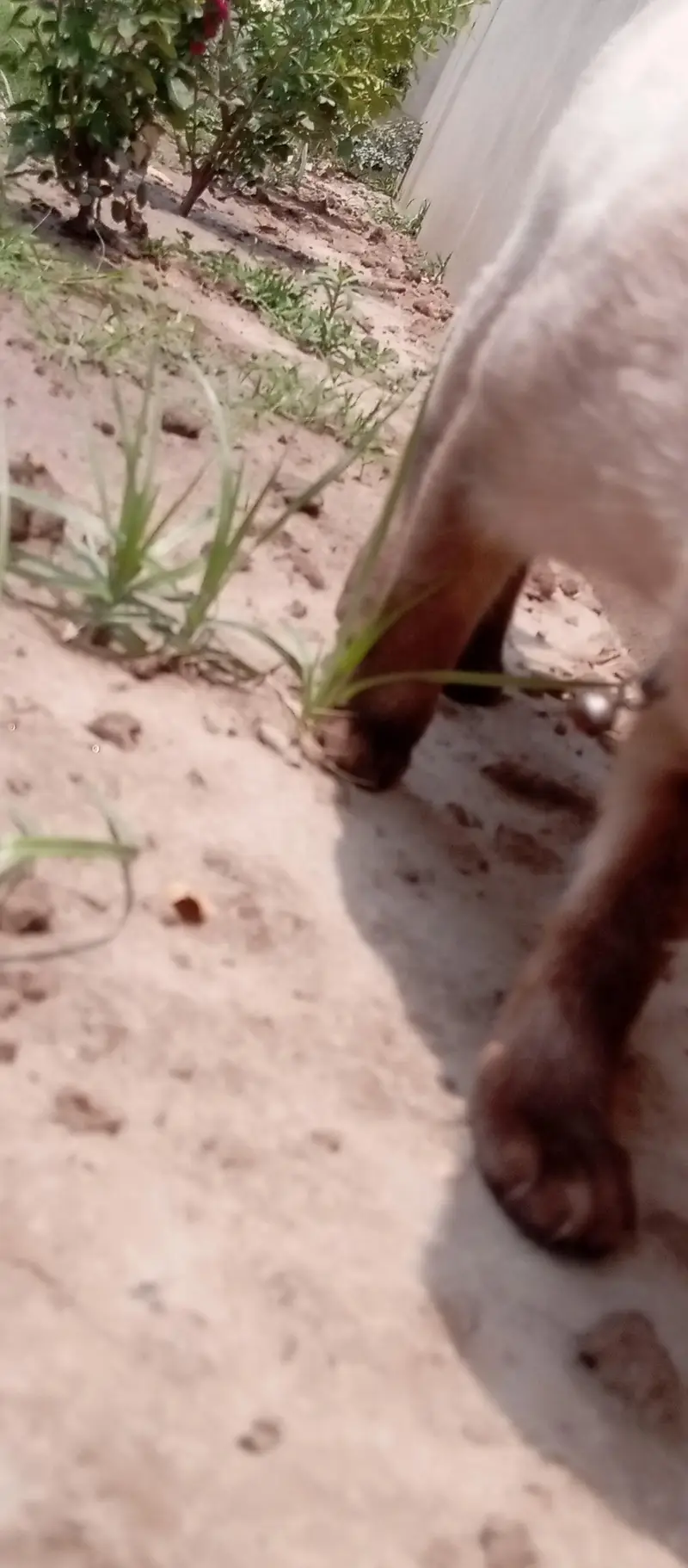 Siamese cat healthy — photo 6