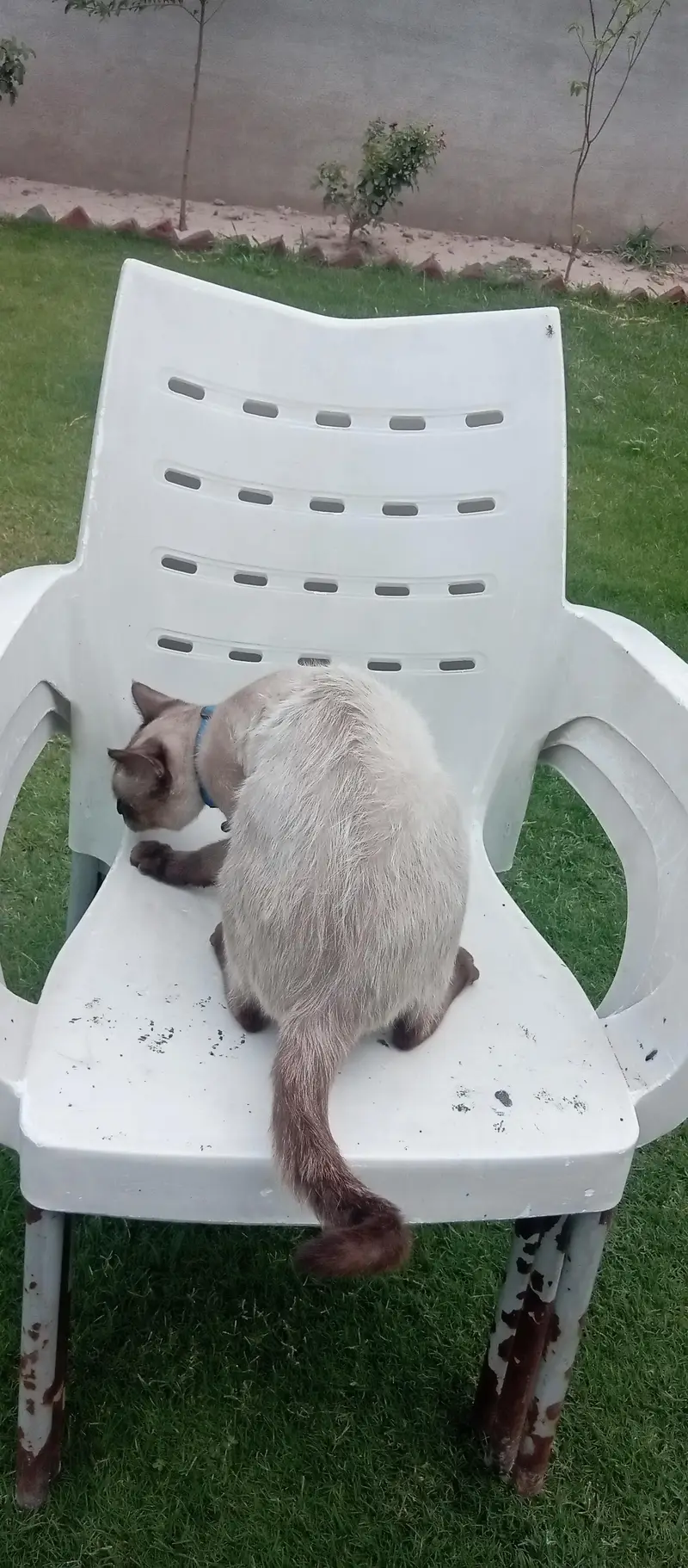 Siamese cat healthy — photo 7