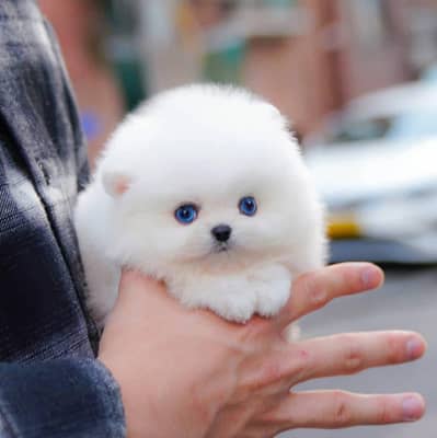 Pomeranian puppy dog 2 month age for sale