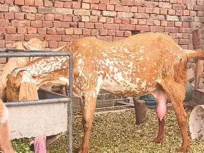 chakki chini bakri for sale
