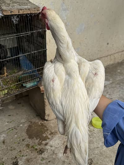 Heera murga chutki pei gumta hai and 6 month old