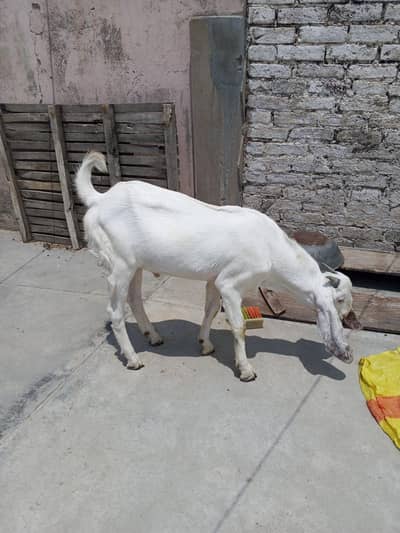 Bakra home breed