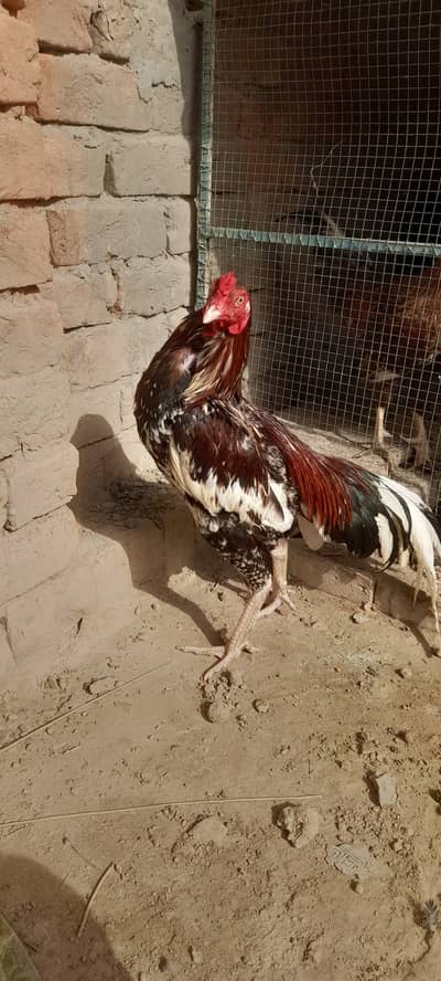 Aseel male age 15 month