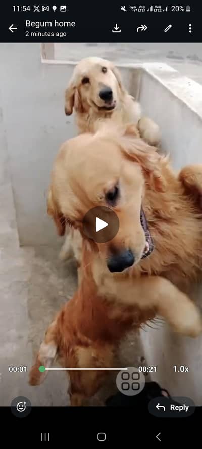 Golden Retriever Breeder pedigree pair