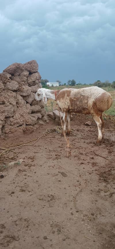 Qabli Dumba