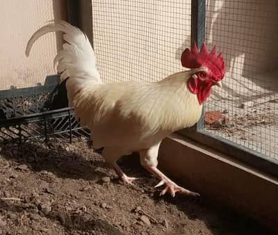 Desi Murga Home Breed