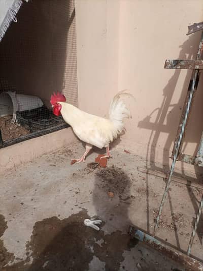 Desi Murga Home Breed paper white