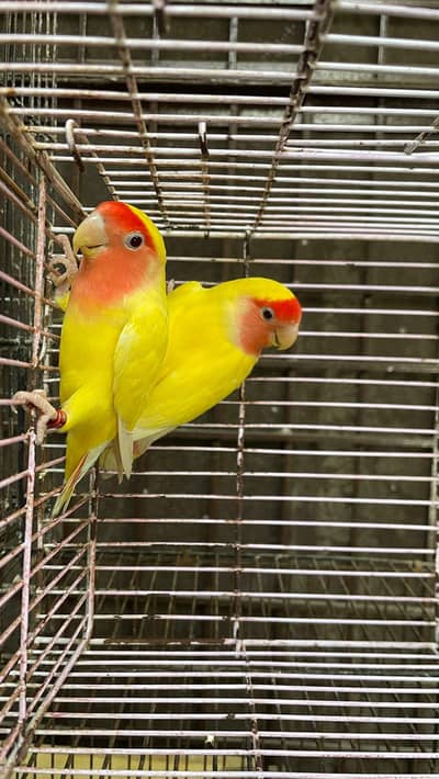common Latino pair