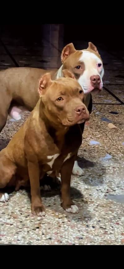 american bully pair