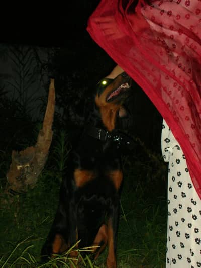 Doberman pinscher purebred male