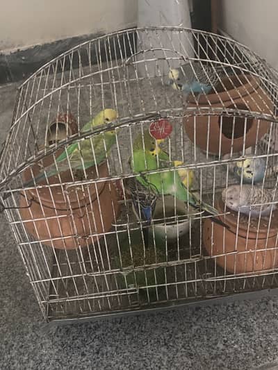 Budgies parrot urgent sale total 8 with cage only message