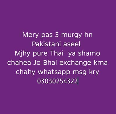 high quality aseel murgy