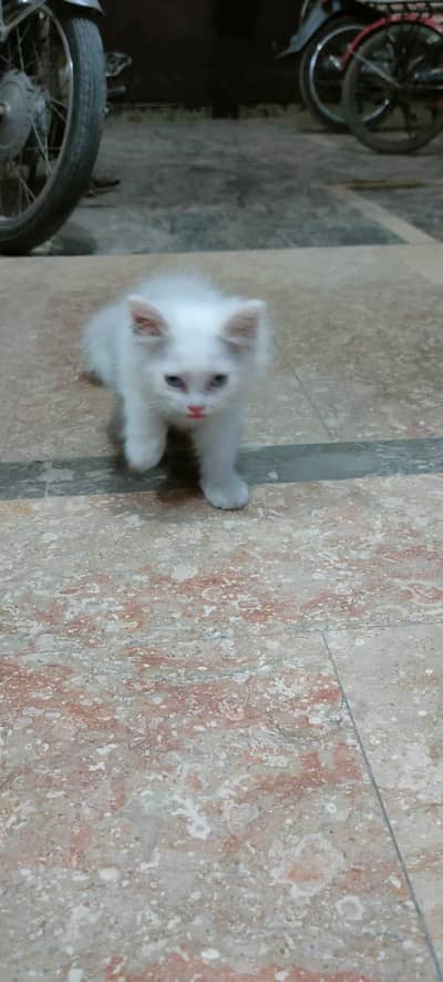female kitten