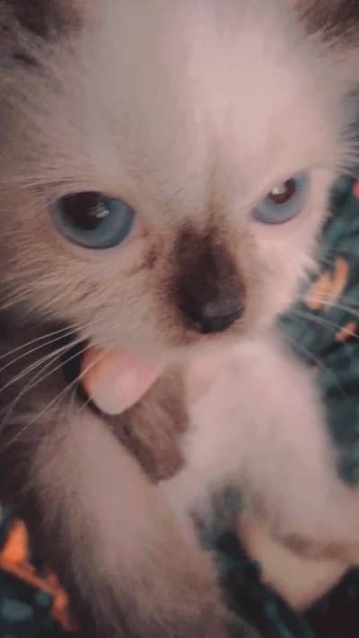 Persian cat