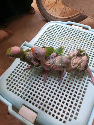 green parrot Baby