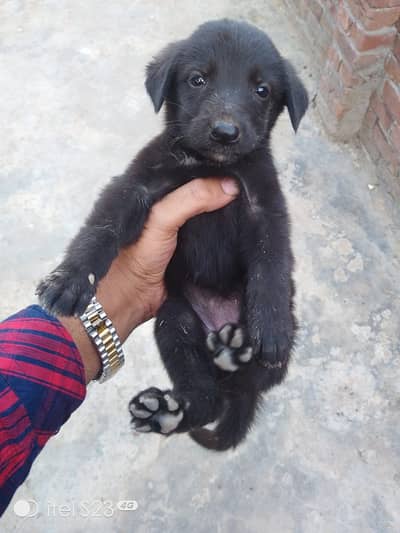 German Shepherd Puppies