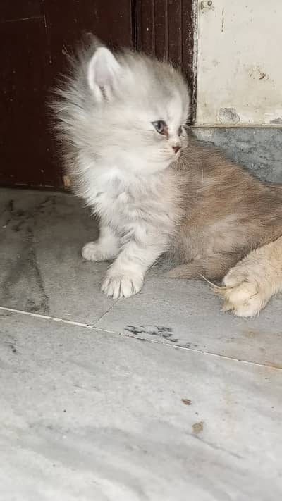 Persian Kitten / Triple coat / fluffy cat / kitten for sale
