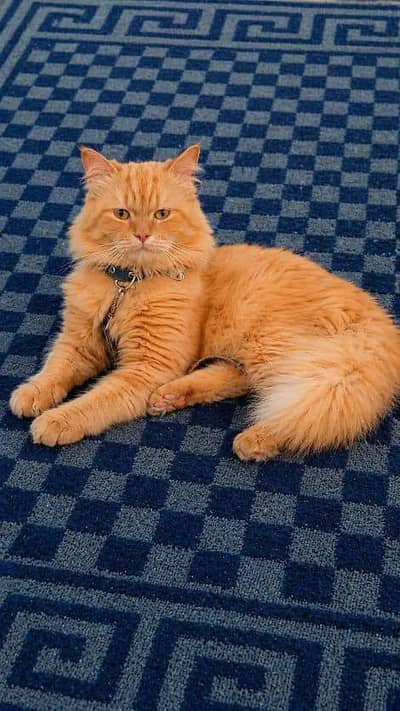 Vaccinated & Fully Trained Friendly Cat Available 