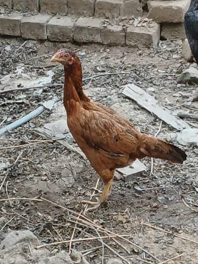 assel pure sath 1egg be diye hai 03024453110