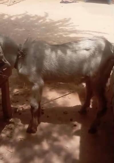 Bakra for sale age 6 months
