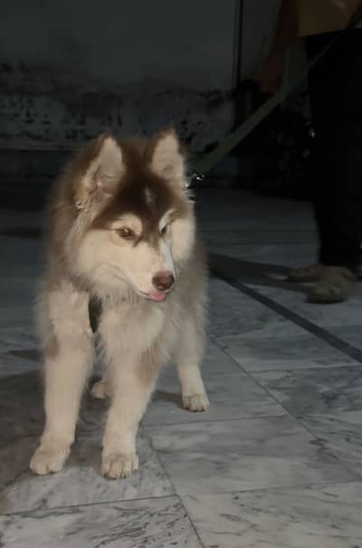 Siberian husky
